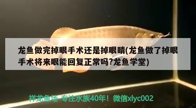 龍魚做完掉眼手術還是掉眼睛(龍魚做了掉眼手術將來眼能回復正常嗎?龍魚學堂)（龍魚做完掉眼手術將來眼能回復正常嗎龍魚掉眼手術將來眼能回復正常嗎） 龍魚做完掉眼手術還是掉眼睛(龍魚做了掉眼手術將來眼能回復正常嗎?龍魚學堂)（龍魚做完掉眼手術將來眼能回復正常嗎龍魚掉眼手術將來眼能回復正常嗎） 觀賞魚百科