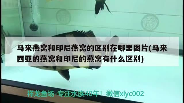 魚缸十大品牌排行榜是怎樣的，Meyat是什么牌子魚缸（meyat品牌魚缸十大品牌排行榜meyat品牌排行榜）