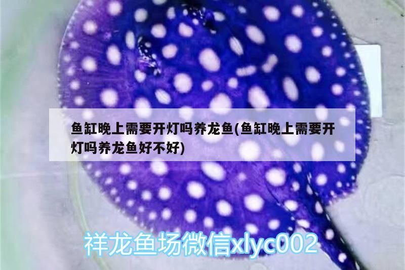 銀龍魚 魚缸晚上需要開燈嗎養龍魚(魚缸晚上需要開燈嗎養龍魚好不好)(養龍魚和魚缸晚上需要開燈嗎) 觀賞魚百科 魚缸晚上需要開燈嗎養龍魚(魚缸晚上需要開燈嗎養龍魚好不好)(養龍魚和魚缸晚上需要開燈嗎) 魚缸晚上需要開燈嗎養龍魚(魚缸晚上需要開燈嗎養龍魚好不好)(養龍魚和魚缸晚上需要開燈嗎) 觀賞魚百科
