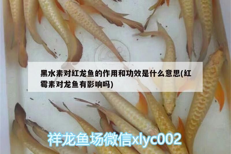 黑水素對紅龍魚的作用和功效是什么意思(紅霉素對龍魚有影響嗎)（黑水素對紅龍魚的作用和功效）