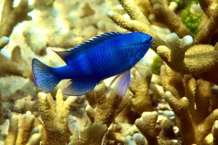 給我一些藍龍魚的高清壁紙（藍龍魚高清壁紙）