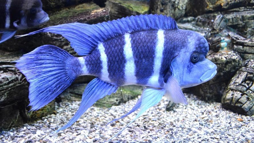 給我一些藍龍魚的高清壁紙（藍龍魚高清壁紙）