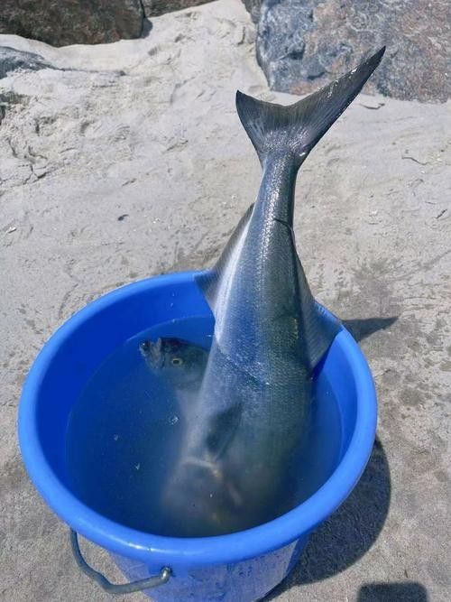 給我一些藍龍魚的高清壁紙（藍龍魚高清壁紙）