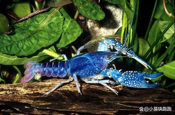 給我一些藍龍魚的高清壁紙（藍龍魚高清壁紙）