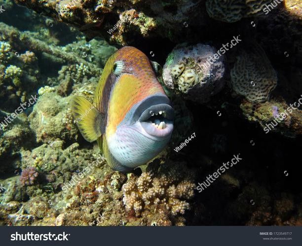 給我一些藍龍魚的高清壁紙（藍龍魚高清壁紙）