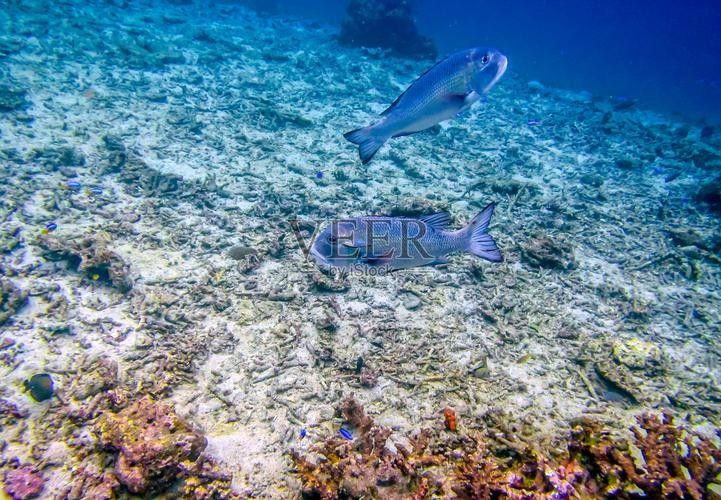 給我一些藍龍魚的高清壁紙（藍龍魚高清壁紙）