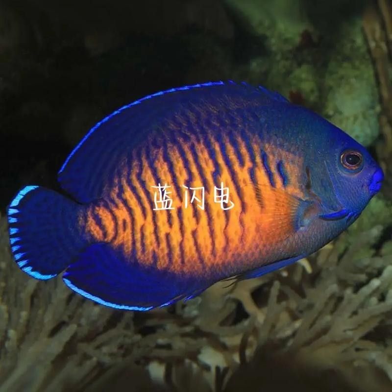 給我一些藍龍魚的高清壁紙（藍龍魚高清壁紙）
