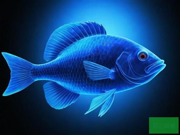 給我一些藍龍魚的高清壁紙（藍龍魚高清壁紙）