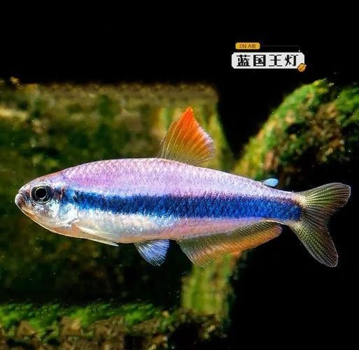 給我一些藍龍魚的高清壁紙（藍龍魚高清壁紙）