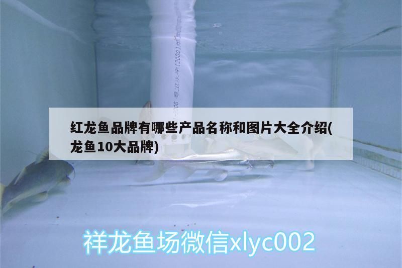 紅龍魚(yú)品牌有哪些產(chǎn)品名稱和圖片大全介紹(龍魚(yú)10大品牌)（紅龍魚(yú)之韻：紅龍魚(yú)之韻以其獨(dú)特的養(yǎng)殖理念和創(chuàng)新的養(yǎng)殖技術(shù)）