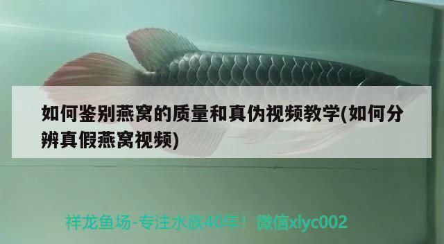 如何鑒別燕窩的質量和真偽視頻教學(如何分辨真假燕窩視頻)（如何鑒別燕窩的質量和真偽） 如何鑒別燕窩的質量和真偽視頻教學(如何分辨真假燕窩視頻)（如何鑒別燕窩的質量和真偽） 觀賞魚百科