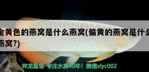 金黃色的燕窩是什么燕窩(偏黃的燕窩是什么燕窩?)（金絲燕和白燕的區別） 金黃色的燕窩是什么燕窩(偏黃的燕窩是什么燕窩?)（金絲燕和白燕的區別） 觀賞魚百科