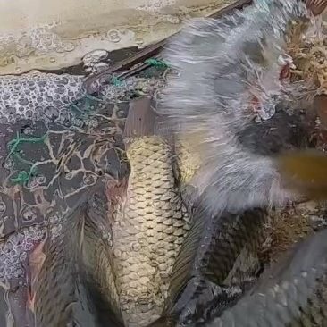 華容哪個水族館龍魚好？祥龍魚場龍魚（華容縣祥龍魚場）