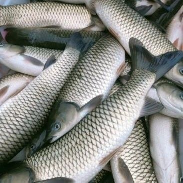 華容哪個水族館龍魚好？祥龍魚場龍魚（華容縣祥龍魚場）