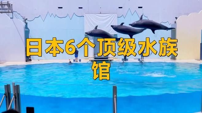 推薦幾家專業(yè)水族館（北京海洋生物專業(yè)水族館推薦，北京海洋館名單游子吟）