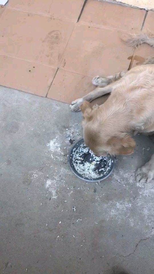 如何搜索貴港龍魚貼吧（港龍魚貼吧是龍魚愛好者交流的一個網絡平臺提供了豐富的龍魚養(yǎng)殖和養(yǎng)護知識）