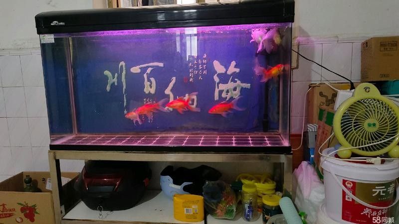 如何搜索貴港龍魚貼吧（港龍魚貼吧是龍魚愛好者交流的一個網絡平臺提供了豐富的龍魚養(yǎng)殖和養(yǎng)護知識）