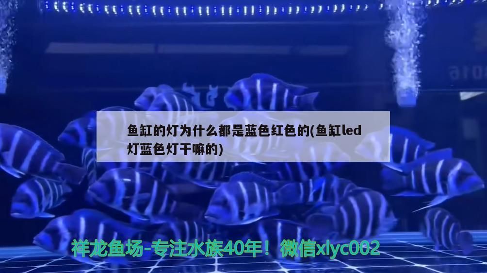 魚缸的燈為什么都是藍色紅色的(魚缸led燈藍色燈干嘛的)（led遙控魚缸燈自動變色怎么調魚缸燈自動變色怎么調）