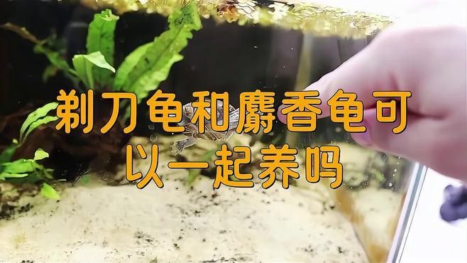 剃刀龜混養最佳搭配（關于剃刀龜混養最佳搭配的建議） 剃刀龜混養最佳搭配（關于剃刀龜混養最佳搭配的建議） 龍魚百科 第1張