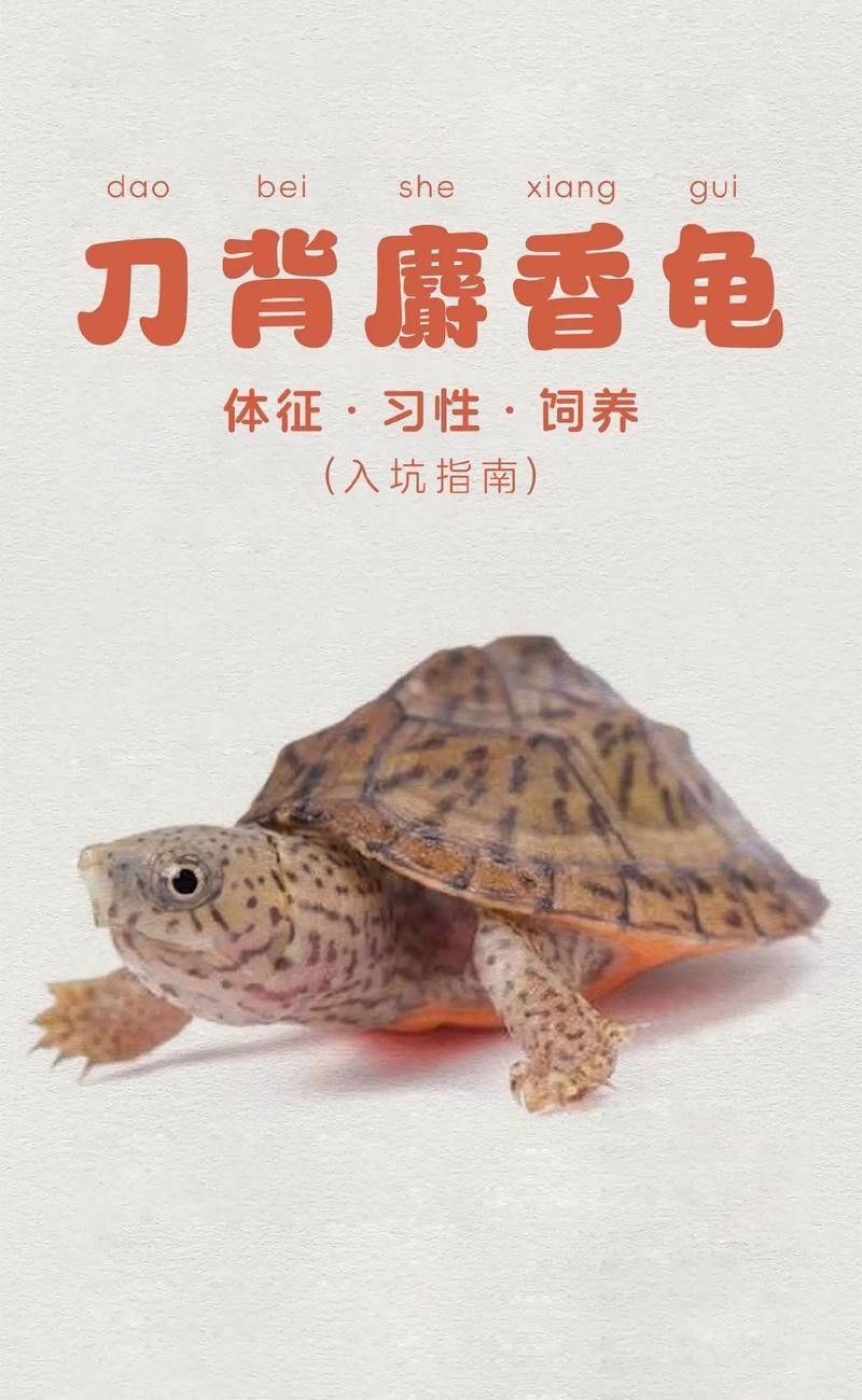 剃刀龜混養最佳搭配(關于剃刀龜混養最佳搭配的建議) 龍魚百科 第3張 剃刀龜混養最佳搭配(關于剃刀龜混養最佳搭配的建議) 剃刀龜混養最佳搭配(關于剃刀龜混養最佳搭配的建議) 龍魚百科 第3張