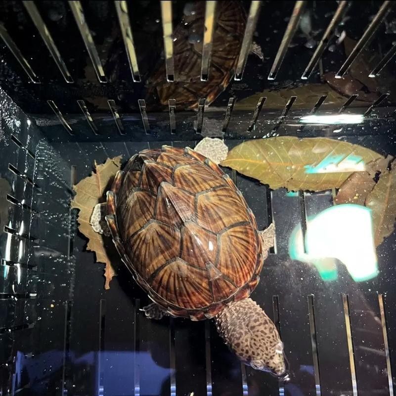 剃刀龜混養最佳搭配(關于剃刀龜混養最佳搭配的建議) 龍魚百科 第4張 剃刀龜混養最佳搭配(關于剃刀龜混養最佳搭配的建議) 剃刀龜混養最佳搭配(關于剃刀龜混養最佳搭配的建議) 龍魚百科 第4張