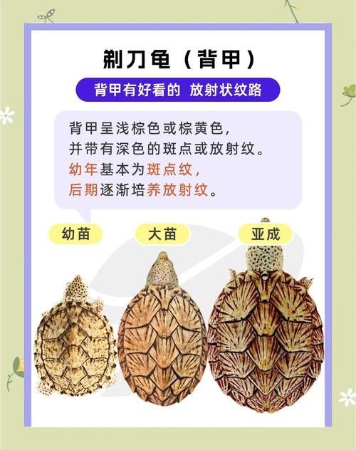 剃刀龜混養最佳搭配(關于剃刀龜混養最佳搭配的建議) 龍魚百科 第5張 剃刀龜混養最佳搭配(關于剃刀龜混養最佳搭配的建議) 剃刀龜混養最佳搭配(關于剃刀龜混養最佳搭配的建議) 龍魚百科 第5張