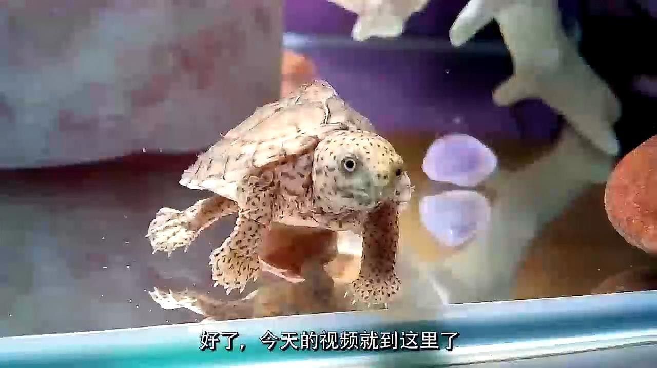 剃刀龜混養最佳搭配（關于剃刀龜混養最佳搭配的建議） 剃刀龜混養最佳搭配（關于剃刀龜混養最佳搭配的建議） 龍魚百科 第2張