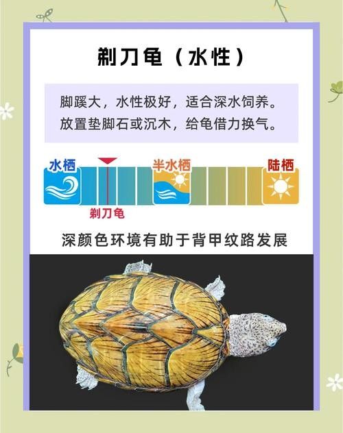 剃刀龜混養最佳搭配(關于剃刀龜混養最佳搭配的建議) 龍魚百科 第6張 剃刀龜混養最佳搭配(關于剃刀龜混養最佳搭配的建議) 剃刀龜混養最佳搭配(關于剃刀龜混養最佳搭配的建議) 龍魚百科 第6張