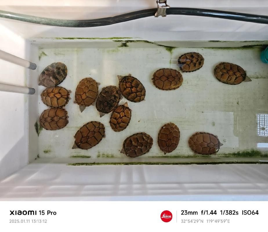 剃刀龜混養最佳搭配(關于剃刀龜混養最佳搭配的建議) 龍魚百科 第7張 剃刀龜混養最佳搭配(關于剃刀龜混養最佳搭配的建議) 剃刀龜混養最佳搭配(關于剃刀龜混養最佳搭配的建議) 龍魚百科 第7張