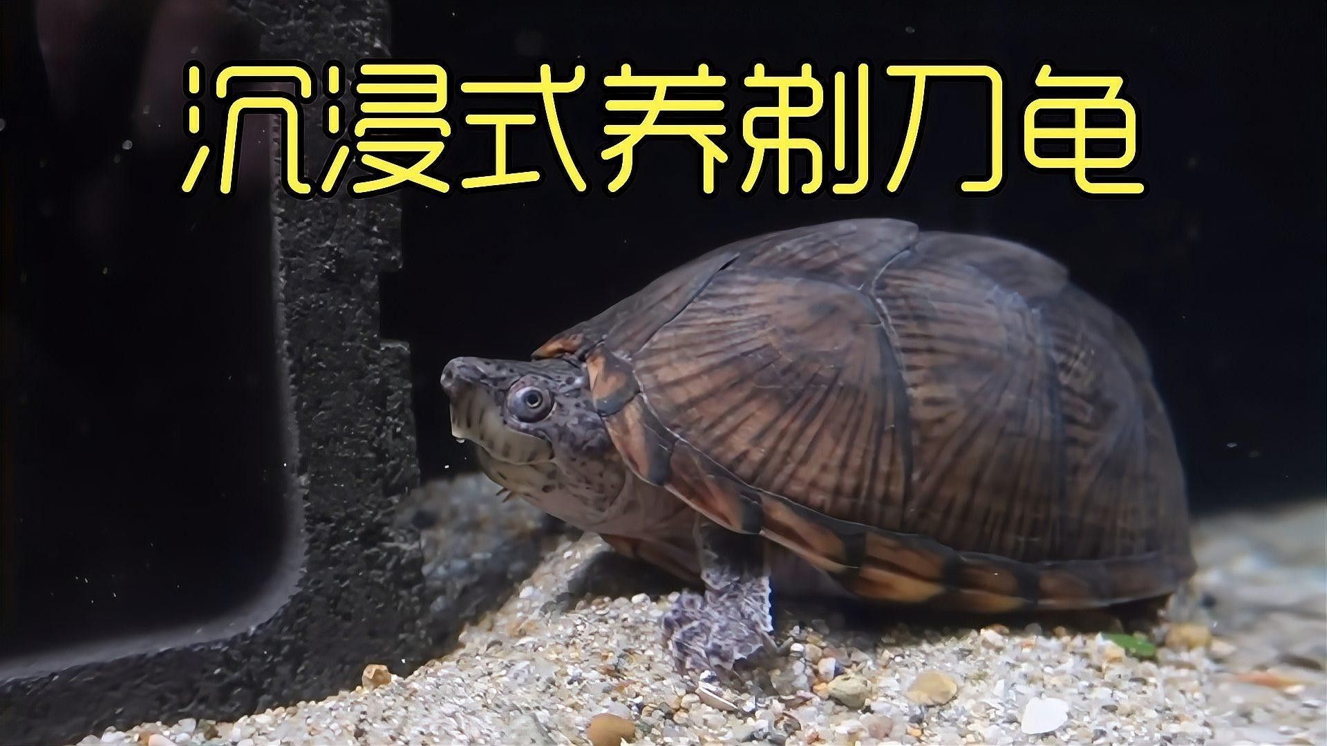 剃刀龜混養最佳搭配（關于剃刀龜混養最佳搭配的建議） 剃刀龜混養最佳搭配（關于剃刀龜混養最佳搭配的建議） 龍魚百科 第9張