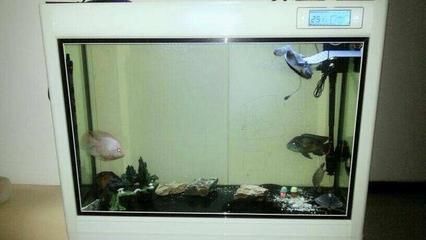 鸚鵡魚和銀龍魚混養怎樣喂食 水幕紫榭的金龍魚怎么樣(水幕紫榭官網)(不錯的選擇,水幕紫榭的金龍魚怎么樣) 觀賞魚百科 水幕紫榭的金龍魚怎么樣(水幕紫榭官網)(不錯的選擇,水幕紫榭的金龍魚怎么樣) 水幕紫榭的金龍魚怎么樣(水幕紫榭官網)(不錯的選擇,水幕紫榭的金龍魚怎么樣) 觀賞魚百科
