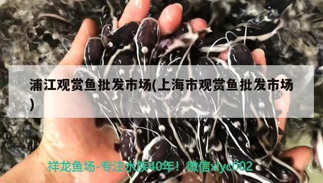浦江觀賞魚批發(fā)市場(chǎng)(上海市觀賞魚批發(fā)市場(chǎng))（上海浦江觀賞魚批發(fā)市場(chǎng)） 浦江觀賞魚批發(fā)市場(chǎng)(上海市觀賞魚批發(fā)市場(chǎng))（上海浦江觀賞魚批發(fā)市場(chǎng)） 觀賞魚百科
