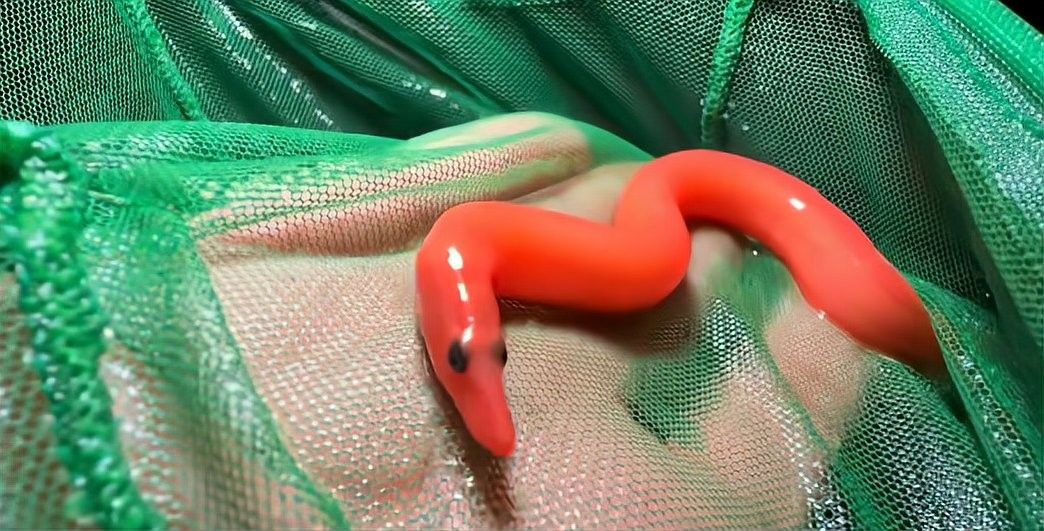 能詳細解釋“化龍魚”的象征意義嗎？（“化龍魚”的象征意義）