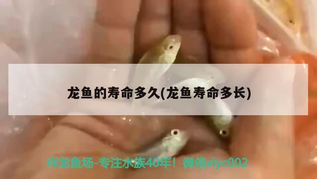 龍魚的壽命多久(龍魚壽命多長)（龍魚壽命多長壽命一般在6-30年左右）