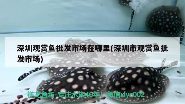 深圳觀賞魚批發市場在哪里(深圳市觀賞魚批發市場)（深圳市觀賞魚批發市場在哪里） 深圳觀賞魚批發市場在哪里(深圳市觀賞魚批發市場)（深圳市觀賞魚批發市場在哪里） 觀賞魚百科