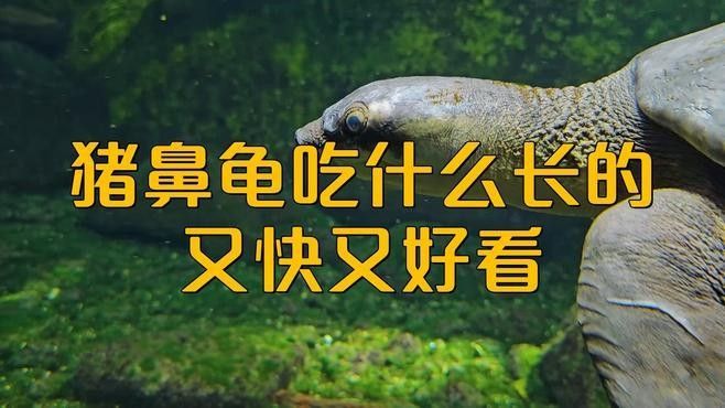 飛鳳魚和豬鼻龜可以混養(yǎng)嗎？（鳳魚和豬鼻龜可以混養(yǎng)） 飛鳳魚和豬鼻龜可以混養(yǎng)嗎？（鳳魚和豬鼻龜可以混養(yǎng)） 龍魚百科 第1張
