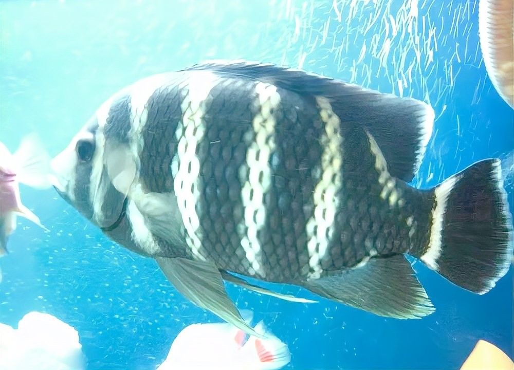 飛鳳魚和豬鼻龜可以混養(yǎng)嗎？（鳳魚和豬鼻龜可以混養(yǎng)） 飛鳳魚和豬鼻龜可以混養(yǎng)嗎？（鳳魚和豬鼻龜可以混養(yǎng)） 龍魚百科 第4張