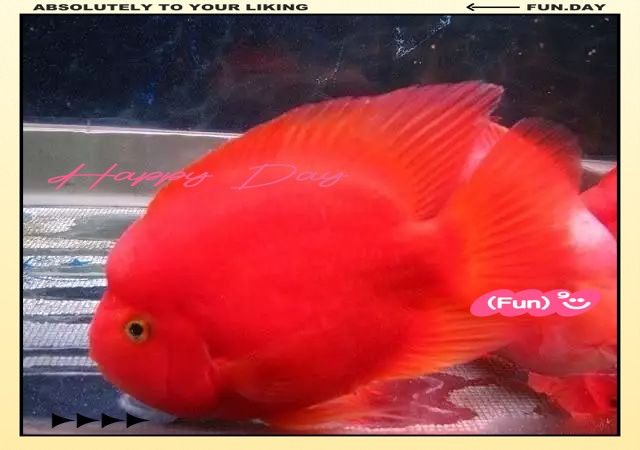 飛鳳魚和豬鼻龜可以混養(yǎng)嗎？（鳳魚和豬鼻龜可以混養(yǎng)） 飛鳳魚和豬鼻龜可以混養(yǎng)嗎？（鳳魚和豬鼻龜可以混養(yǎng)） 龍魚百科 第3張