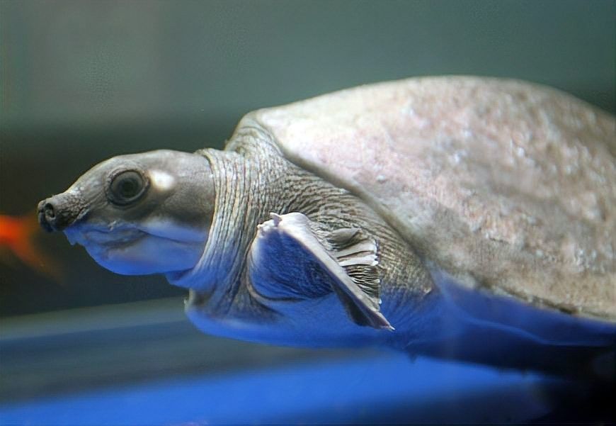 飛鳳魚和豬鼻龜可以混養(yǎng)嗎？（鳳魚和豬鼻龜可以混養(yǎng)） 飛鳳魚和豬鼻龜可以混養(yǎng)嗎？（鳳魚和豬鼻龜可以混養(yǎng)） 龍魚百科 第8張