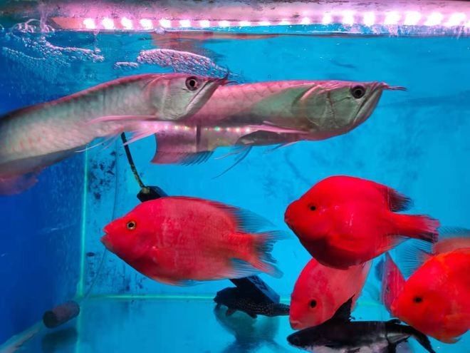 地圖魚和鸚鵡魚混養需要多大的魚缸？（地圖魚和鸚鵡魚可以混養嗎） 地圖魚和鸚鵡魚混養需要多大的魚缸？（地圖魚和鸚鵡魚可以混養嗎） 龍魚百科 第8張