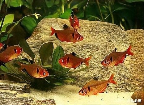 地圖魚和鸚鵡魚混養需要多大的魚缸？（地圖魚和鸚鵡魚可以混養嗎） 地圖魚和鸚鵡魚混養需要多大的魚缸？（地圖魚和鸚鵡魚可以混養嗎） 龍魚百科 第7張