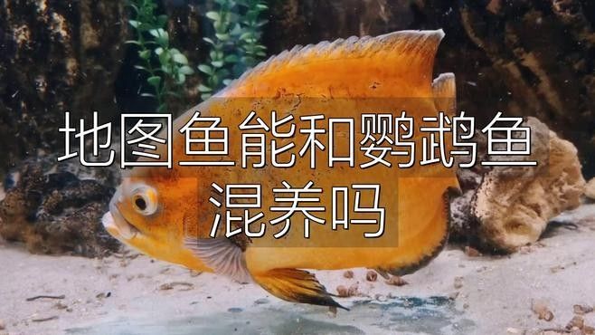 地圖魚和鸚鵡魚混養需要多大的魚缸？（地圖魚和鸚鵡魚可以混養嗎） 地圖魚和鸚鵡魚混養需要多大的魚缸？（地圖魚和鸚鵡魚可以混養嗎） 龍魚百科 第3張