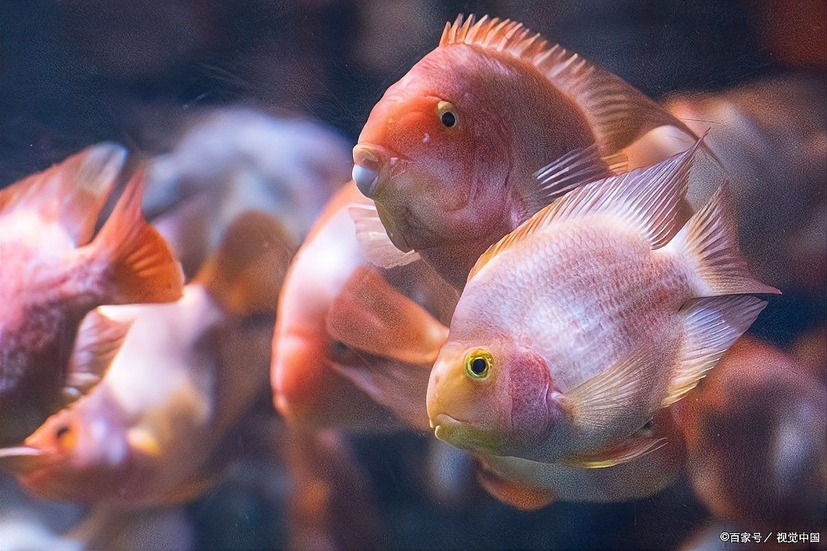 地圖魚和鸚鵡魚混養需要多大的魚缸？（地圖魚和鸚鵡魚可以混養嗎） 地圖魚和鸚鵡魚混養需要多大的魚缸？（地圖魚和鸚鵡魚可以混養嗎） 龍魚百科 第10張