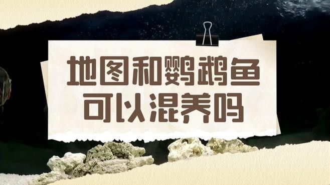地圖魚和鸚鵡魚混養需要多大的魚缸？（地圖魚和鸚鵡魚可以混養嗎） 地圖魚和鸚鵡魚混養需要多大的魚缸？（地圖魚和鸚鵡魚可以混養嗎） 龍魚百科 第1張