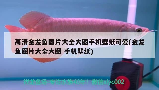 菏澤觀賞魚市場(chǎng)雕刻核桃（在菏澤觀賞魚市場(chǎng)雕刻核桃）