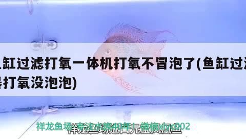 菏澤觀賞魚市場(chǎng)雕刻核桃（在菏澤觀賞魚市場(chǎng)雕刻核桃）