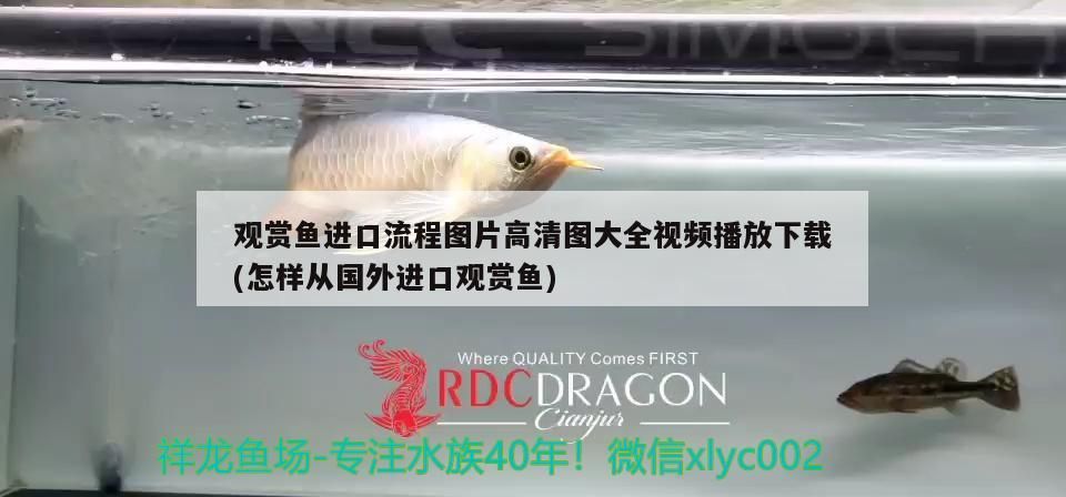 觀賞魚進(jìn)口流程圖片高清圖大全視頻播放下載(怎樣從國(guó)外進(jìn)口觀賞魚)（觀賞魚進(jìn)口流程圖片高清圖大全） 觀賞魚進(jìn)口流程圖片高清圖大全視頻播放下載(怎樣從國(guó)外進(jìn)口觀賞魚)（觀賞魚進(jìn)口流程圖片高清圖大全） 觀賞魚百科