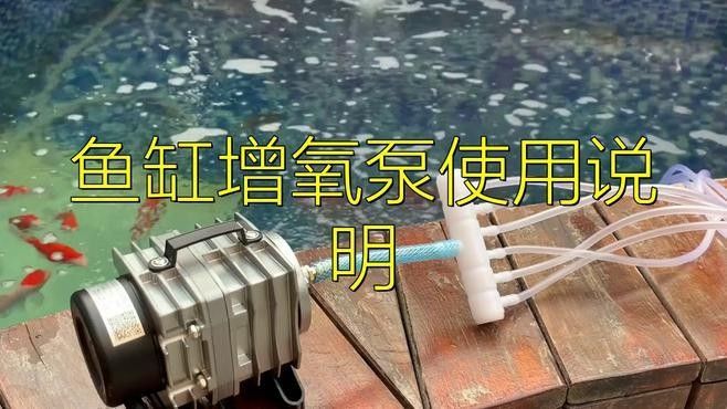 龍魚和戰船魚混養需要哪些設備？（龍魚和戰船魚混養需要什么設備）