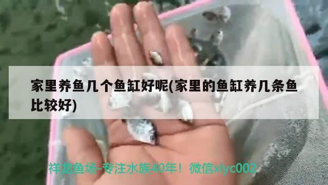 家里養(yǎng)魚幾個魚缸好呢(家里的魚缸養(yǎng)幾條魚比較好)（家庭魚缸養(yǎng)幾條魚為好）