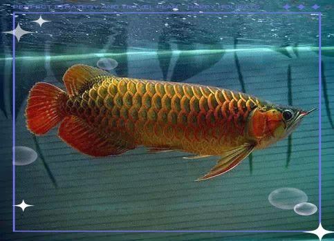 賓利紅龍魚有哪些獨特特征（賓利紅龍魚獨特特征介紹） 賓利紅龍魚有哪些獨特特征（賓利紅龍魚獨特特征介紹） 龍魚百科 第5張